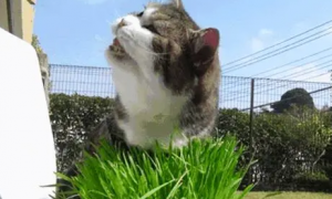 猫草能多吃吗？看这里给你答案
