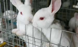 太行山兔饲养方法介绍看这里！