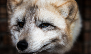 狐狸是国家保护动物吗？并不是
