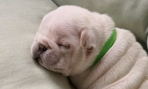 小奶狗为什么一直睡觉？你知道原因吗？