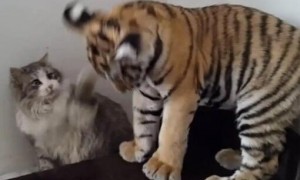 老虎好像不会伤害猫，这是为什么呢？