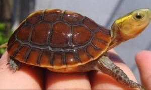 “名不副实”的黄缘闭壳龟竟然不能闭壳，这是怎么回事呢？