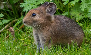 养宠必知：藏鼠兔寿命多长？