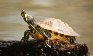黄腹滑龟如何饲养，想学习的看过来！