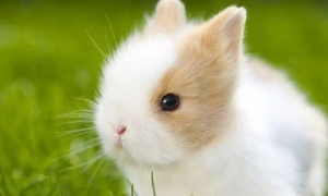 侏儒兔的智商能有几岁？涨知识啦！