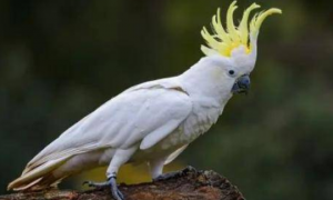 每日科普：蓝眼凤头鹦鹉是国家保护动物吗？