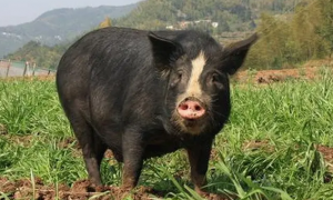 关于六白猪肥美又高产的秘密，本文给您讲透了！