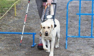 今日科普：导盲犬是怎么被选出来的？