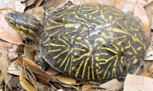 各位爱龟的小伙伴，大家知道佛罗里达箱龟需要加温吗？