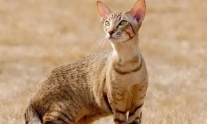 埃及猫性格怎样？适合家养吗？