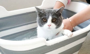 怎么让猫洗澡？方法在这里！