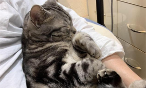 猫喜欢挨着人睡是什么意思？可能是依赖你