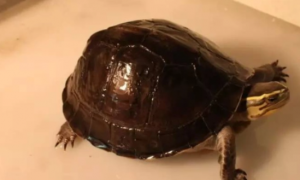 安布闭壳龟的繁殖你们真的清楚吗？