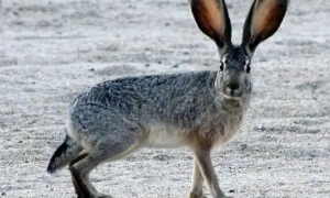 白色羚羊长耳大野兔的3种常见疾病，快来了解一下吧！