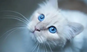 猫瞳孔缩小意味着什么？它可能是生气了！