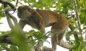 以素食为主的橄榄绿疣猴，吃东西竟然不用手！