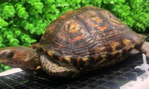 洪都拉斯木纹龟怎么发色？了解一下吧
