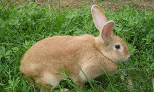 福建黄兔，一种广受欢迎的“药膳兔”，你认识它吗？
