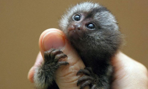 世界上最小的猴子——侏儒绒猴