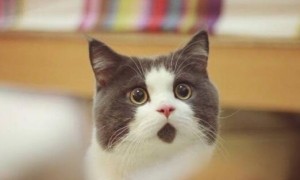 你有给猫猫吃过袋鼠肉的fussy cat猫粮吗？