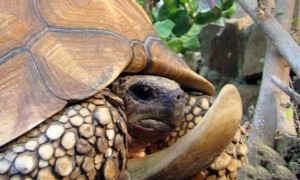 如何养一只“岁月静好”的安哥洛卡陆龟？这份喂养指南请收好