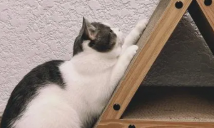 猫为什么需要用猫抓板？猫抓板的作用是什么？