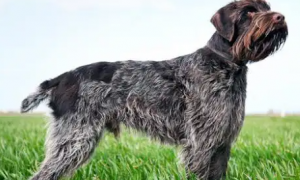 关于德国长毛指示犬，你了解多少？