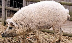 英国的一种奇特动物——林肯郡卷毛皮猪