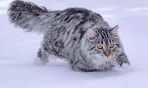 西伯利亚森林猫——行走的鸡毛掸子