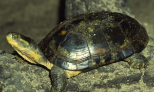 黑颈乌龟是国家几级保护动物？不了解的人速戳！