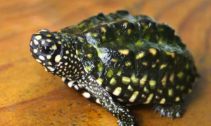 斑点池龟浮水是怎么回事？你们知道吗？