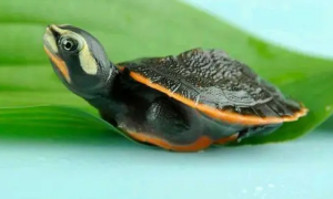 日光浴“上瘾”的红腹短颈龟，寿命大概有多久？