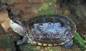 关于德州锦钻纹龟，你了解多少？