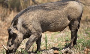 分布于埃塞俄比亚的荒漠疣猪，可以人工养殖吗？