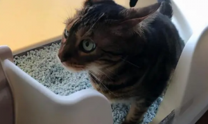 猫“爱玩”猫砂怎么办，原因有很多，细思恐极！