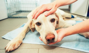 人对狗过敏的症状怎么治？看完这篇文章，你就知道了