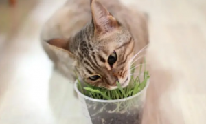 如何种植猫草，猫草的作用你了解多少？