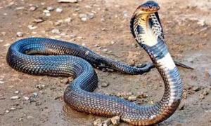 速点，蛇是新冠病毒的中间宿主吗？