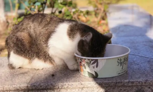 一文带你了解，能喂流浪猫吃什么食物？