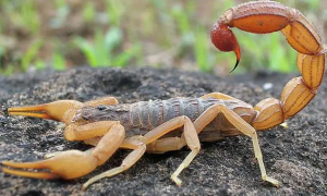 科普：宠物蝎子泡在水中能活多久？