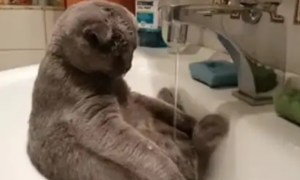 猫咪不肯喝水？十个方法让猫咪多喝水
