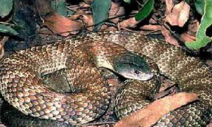 关于澳洲金刚蛇的信息，你了解多少？