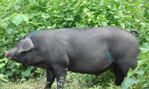 关于很多人喜欢的黑猪，你知道多少？
