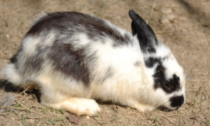 快来养一只颜值与友善并存的英种斑点兔！