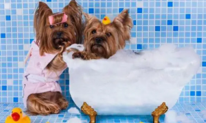 狗狗不爱洗澡的几个原因？这5招，帮你解决