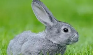 白兔和青紫蓝兔的区别，来看看吧