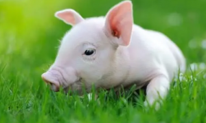林可霉素—被养猪户低估的好药