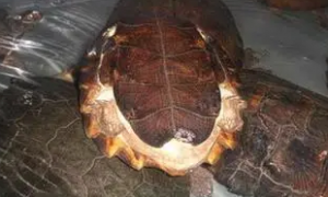 齿缘龟和亚巨的区别是什么？你们了解不？