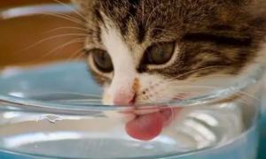 第一次养猫咪，有必要买个饮水机吗？