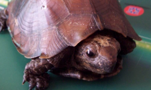 八角锯缘龟是几级保护动物？想知道的来了解一下。